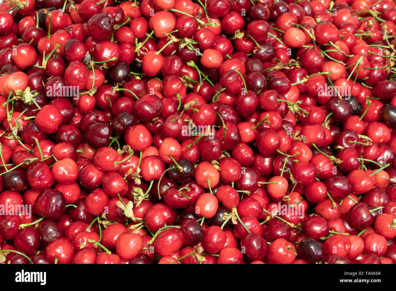 Fresh organic cherry background. Fruit background. Prunus cerasus Stock Photo
