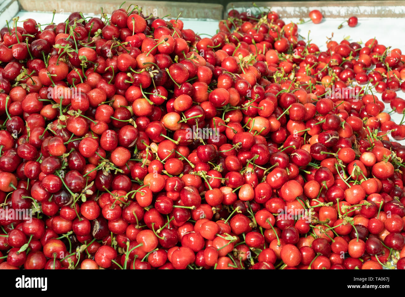 Fresh organic cherry for sale at farmers market. Prunus cerasus Stock Photo