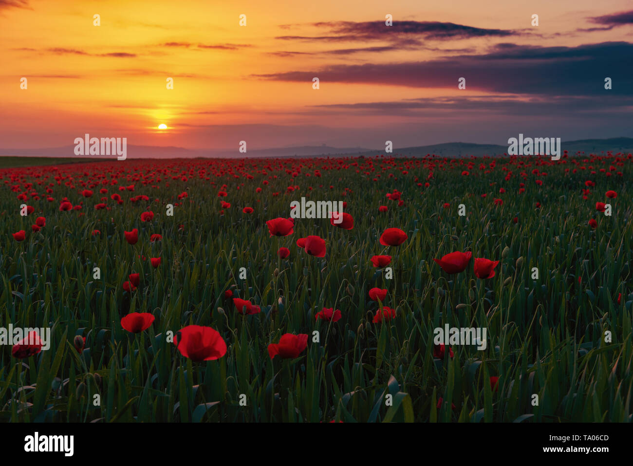Field with blooming red poppies at sunset time Stock Photo - Alamy