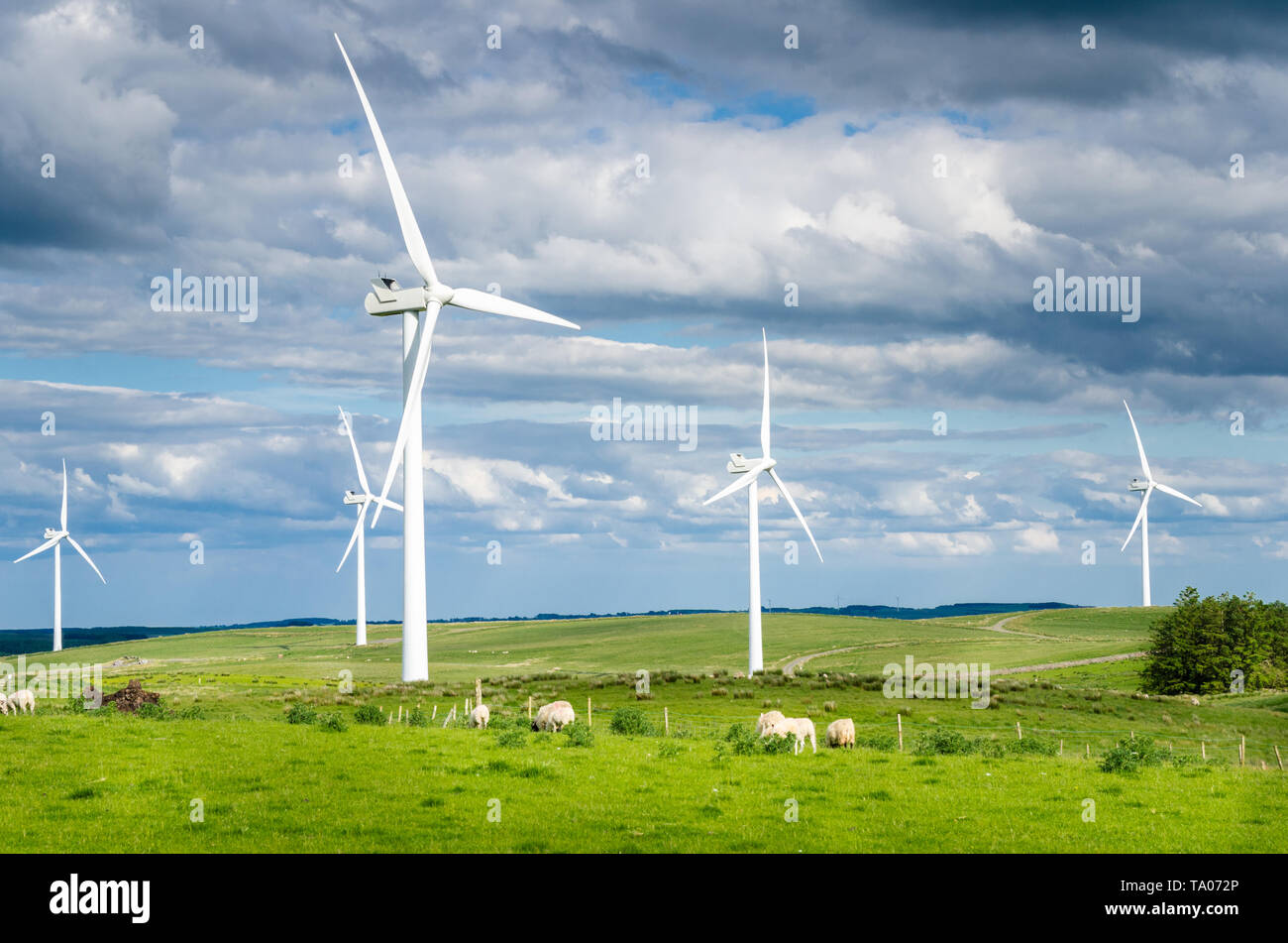 Widn farm in a rolling rural landscape on a cloudy spring day. Grazing sheep are in visible in foreground. Northumberland, England, UK. Stock Photo
