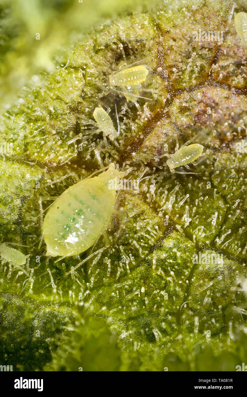 Currant blister aphids, Cryptomyzus ribis, feeding on the underside of a redcurrant leaf. Stock Photo