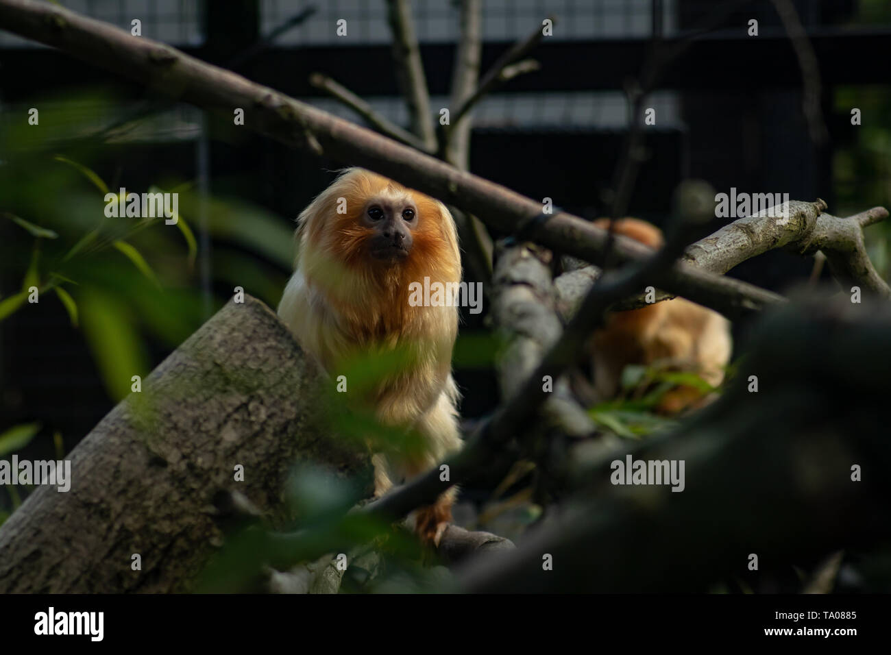 Monkey in Belfast Zoo Stock Photo Alamy
