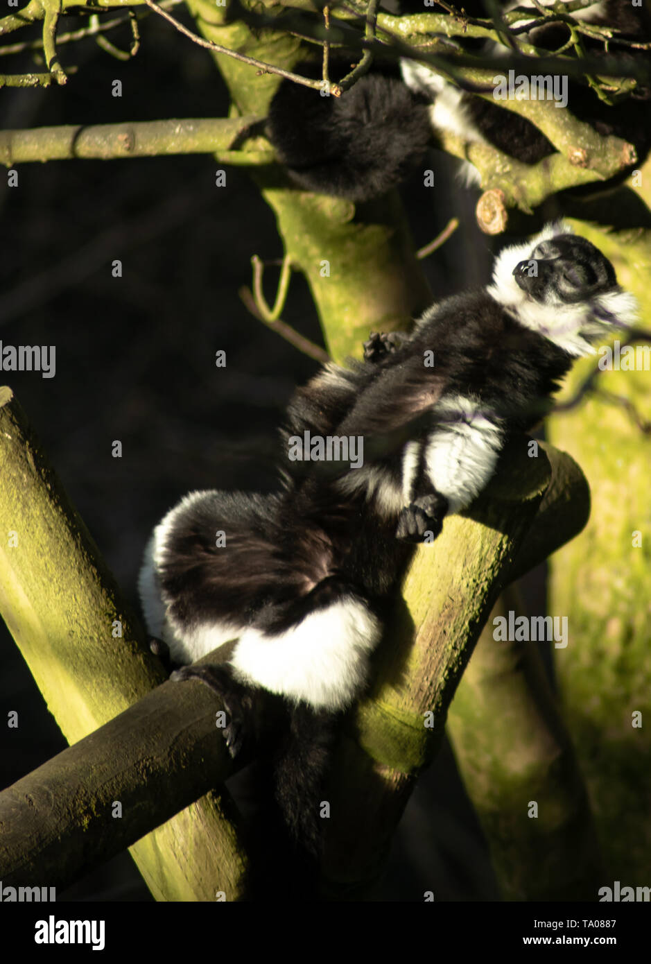 Monkey sunbathing in Belfast Zoo Stock Photo Alamy
