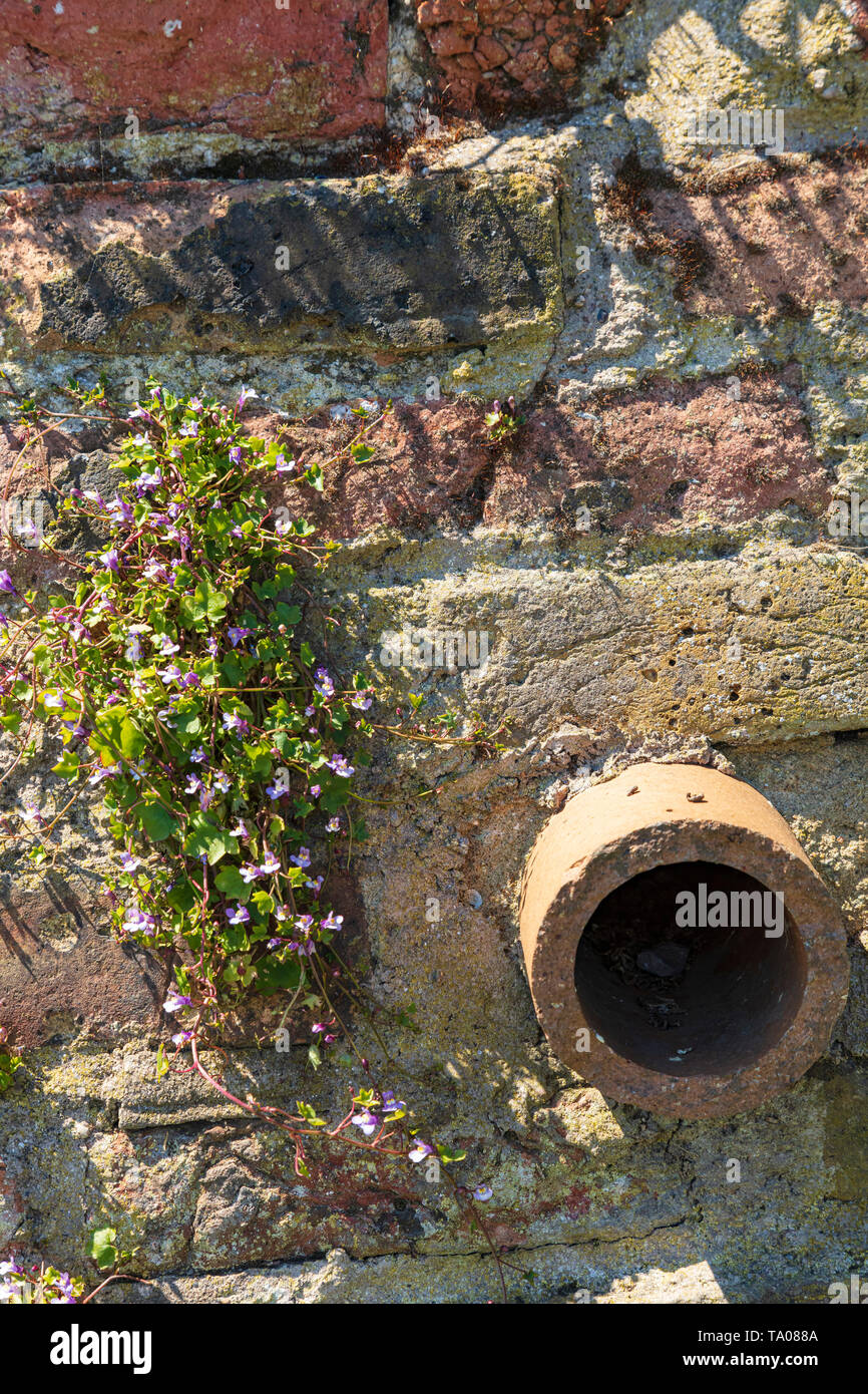 Drainage pipe in a brick wall to drain garden next to River Medway at