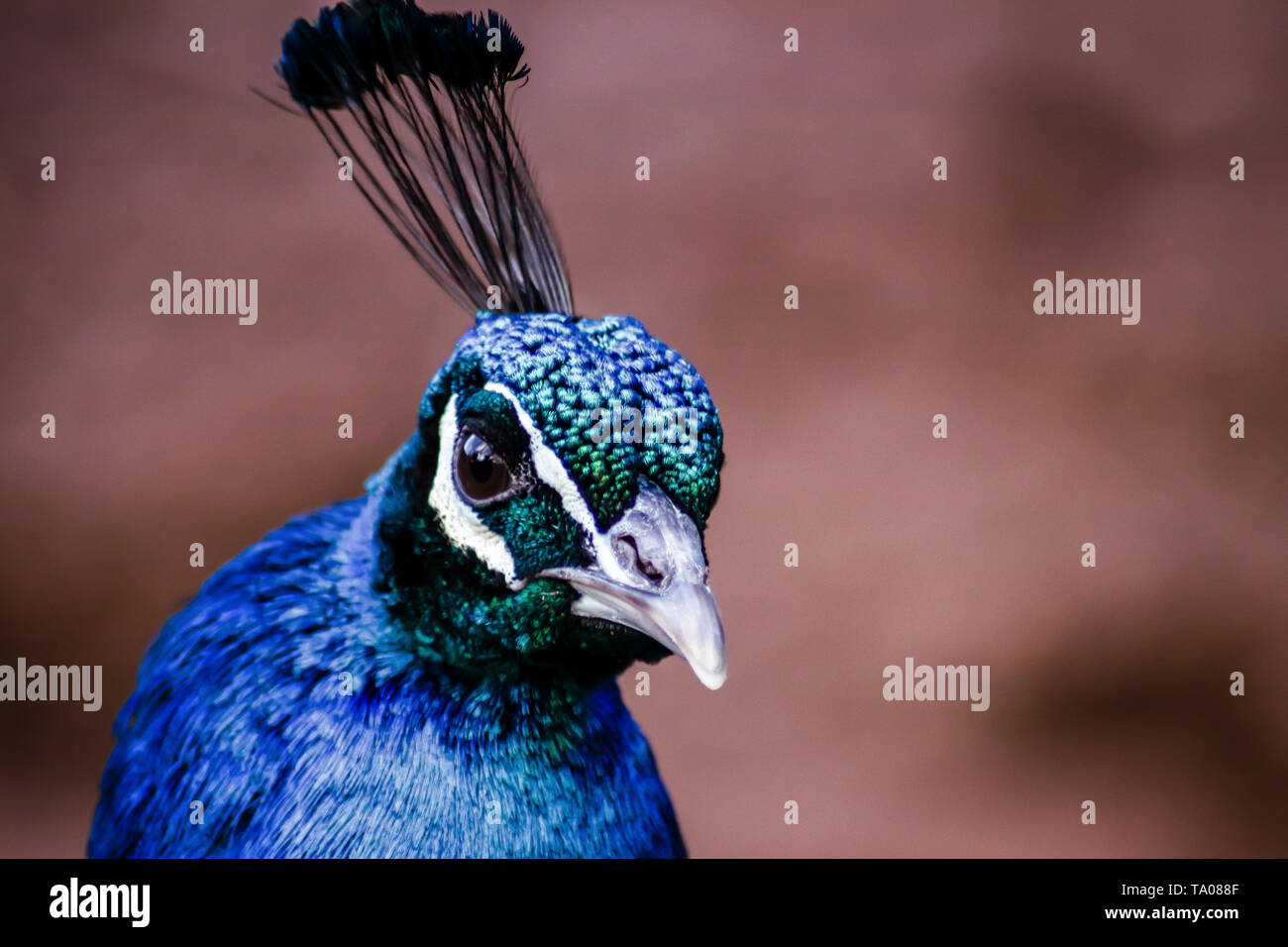 Close up of a peacock Stock Photo - Alamy