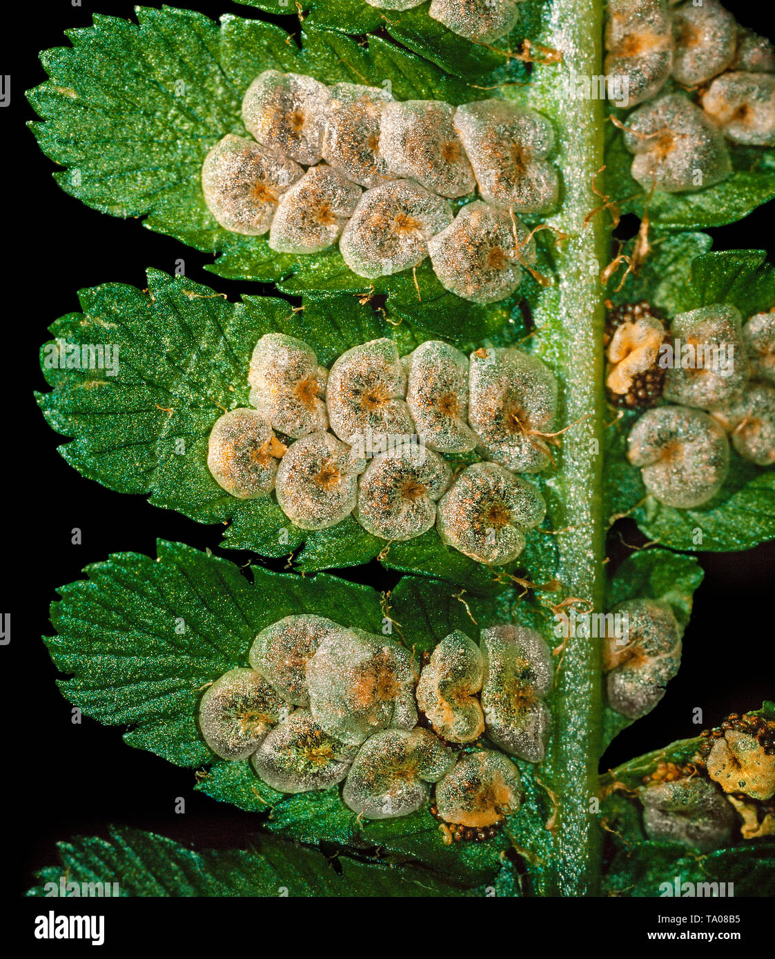 Fern sporangia, Dryopteris sp. Macro view of the fern underside. Stock Photo