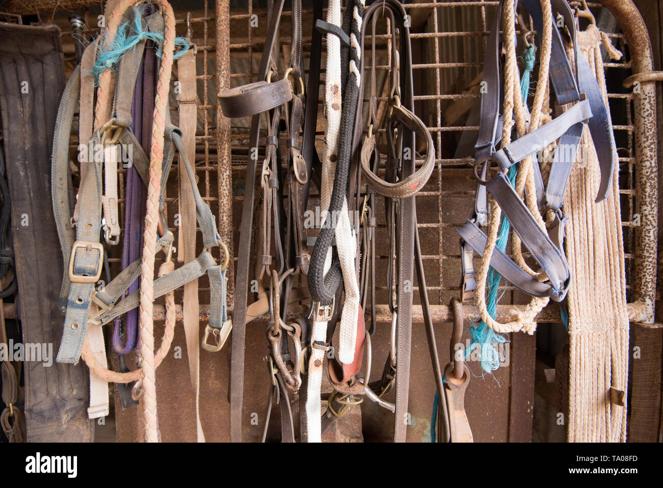 Horse tackle hanging from a swing gate near the entrance to a shed or