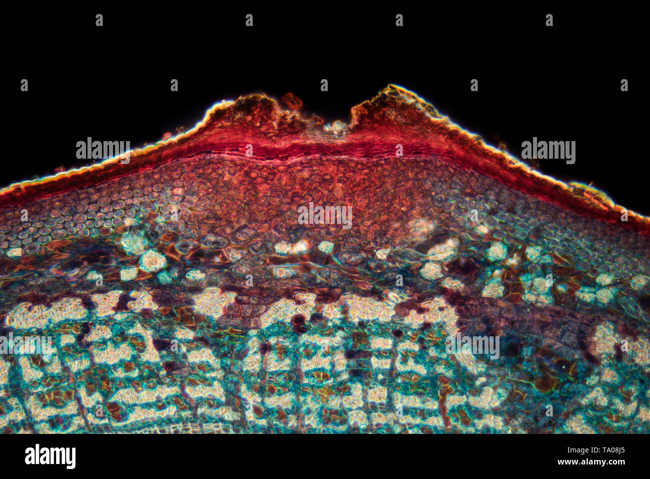 Darkfield photomicrograph, Lime tree, Tilia sp., stem TS two years old Stock Photo