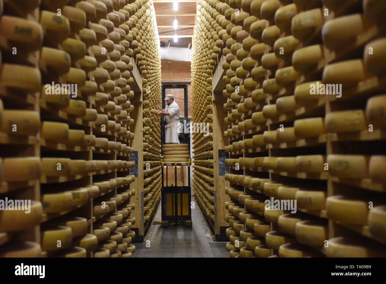 Comte cheese in the 'Petite du Fort Saint-Antoine' maturing cellars (eastern France) *** Local Caption *** Stock Photo