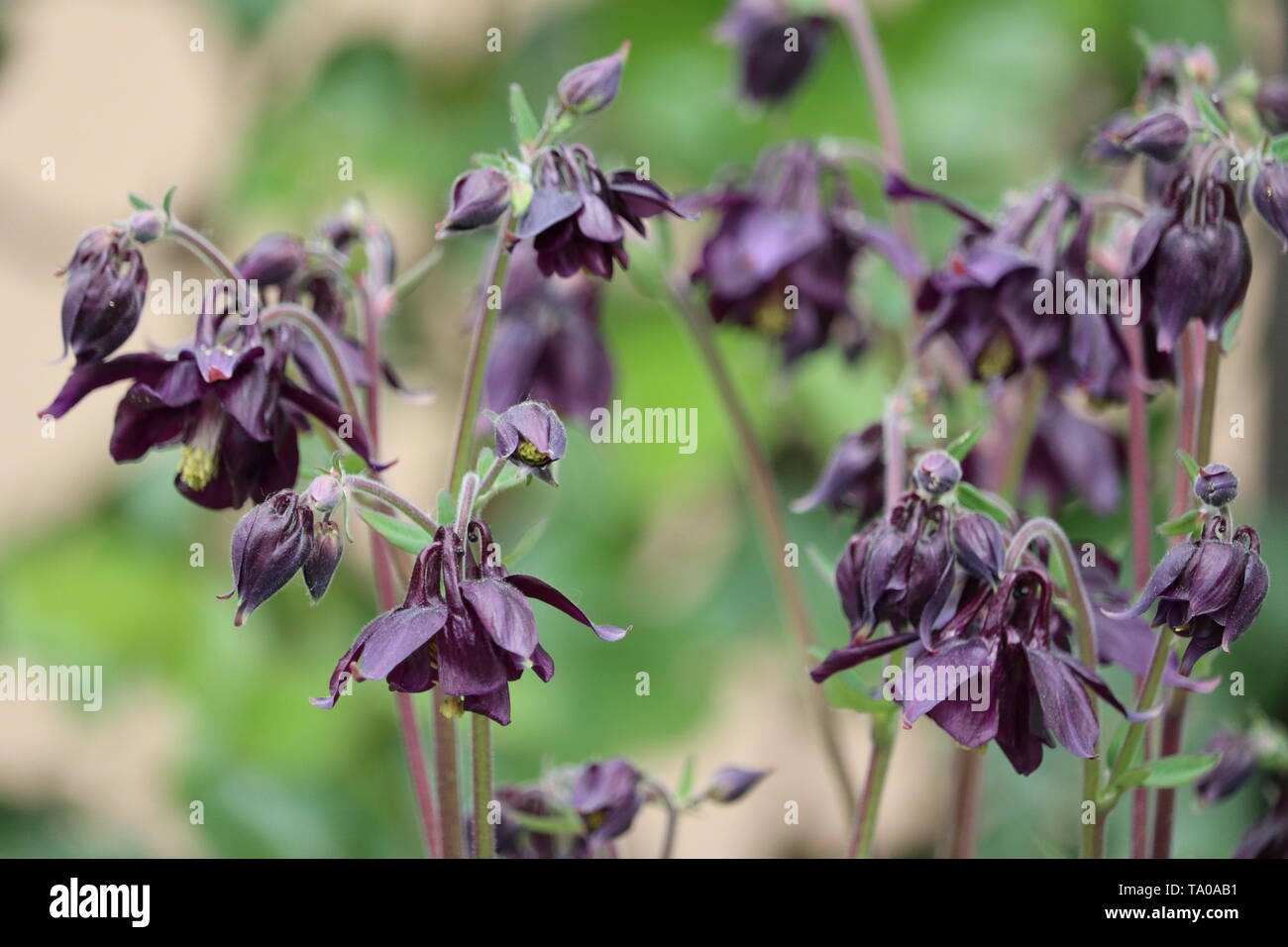 Purple bee-friendly Columbine flowers in the natural garden Stock Photo