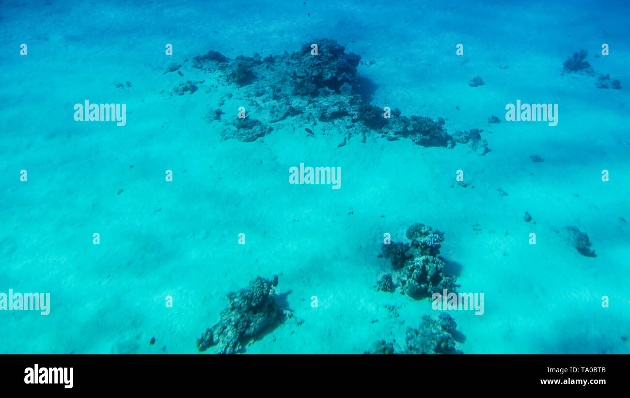 Underwater image of sandy sea bottom with corals and sea weeds Stock ...
