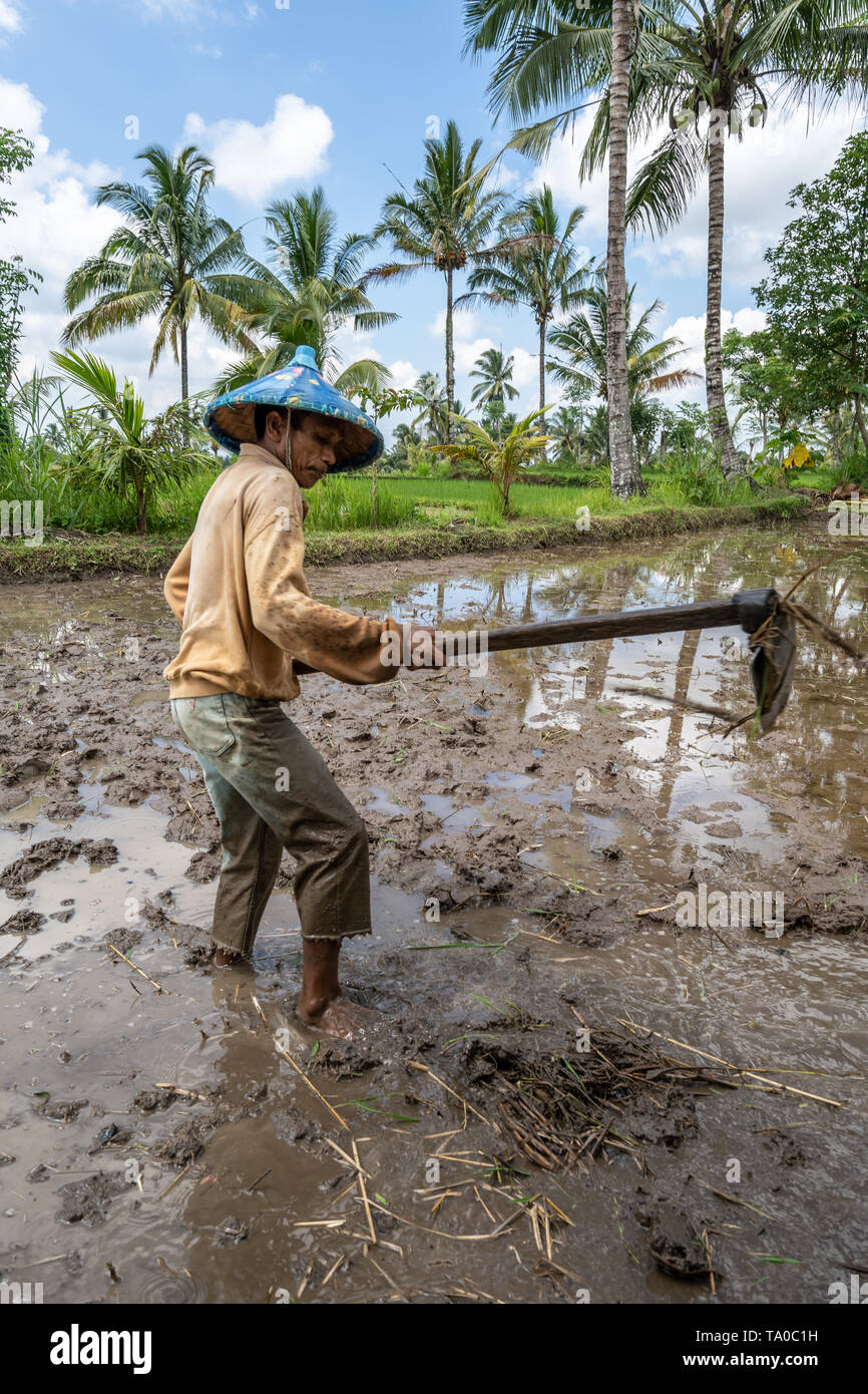 Lomok, Indonesia - February  14 2019 A farmer is working on a water and mud filled rice field with a pick axe on the island of Lombok in Indonesia Stock Photo