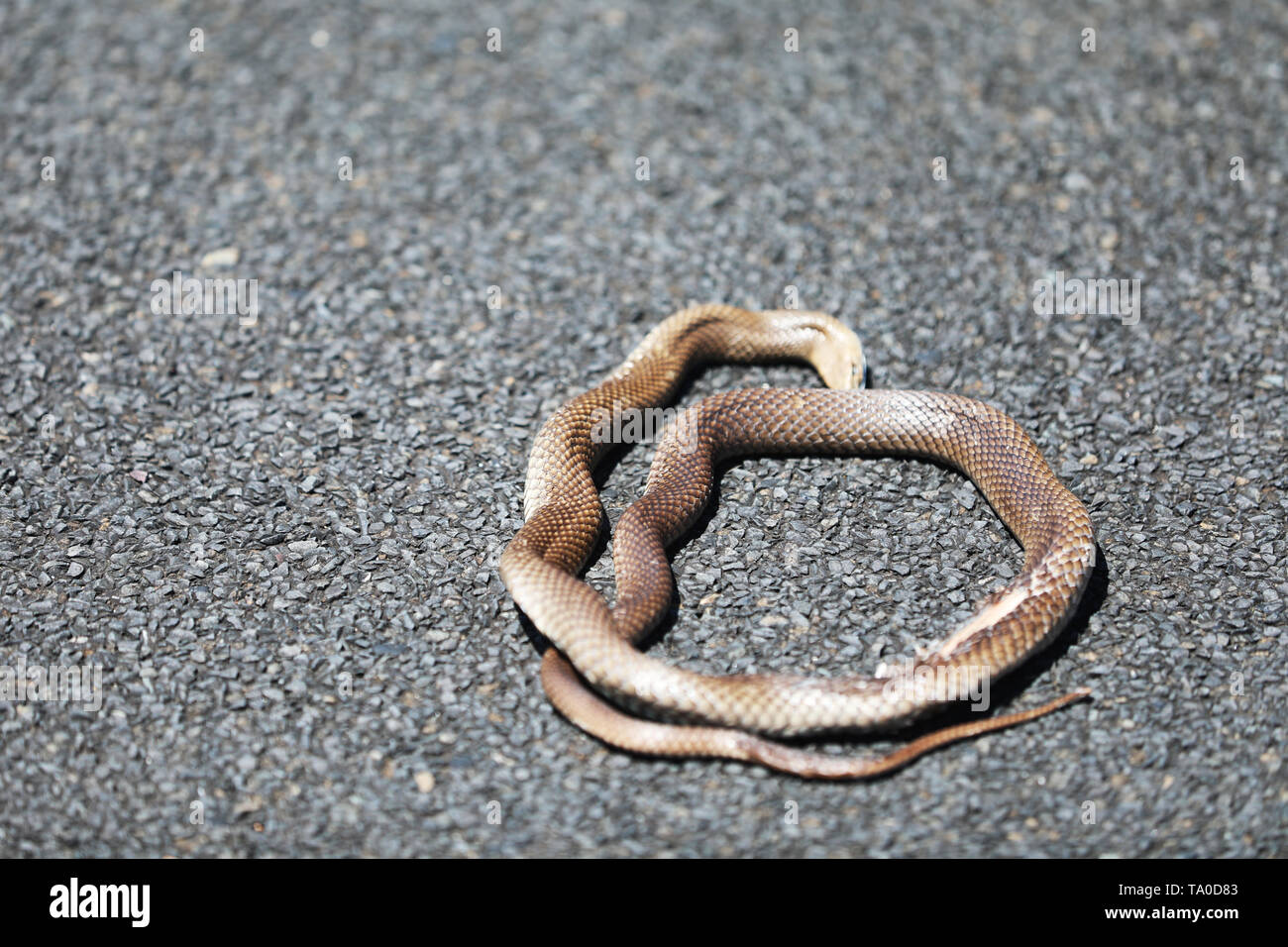 Dead snake in Australia Stock Photo Alamy