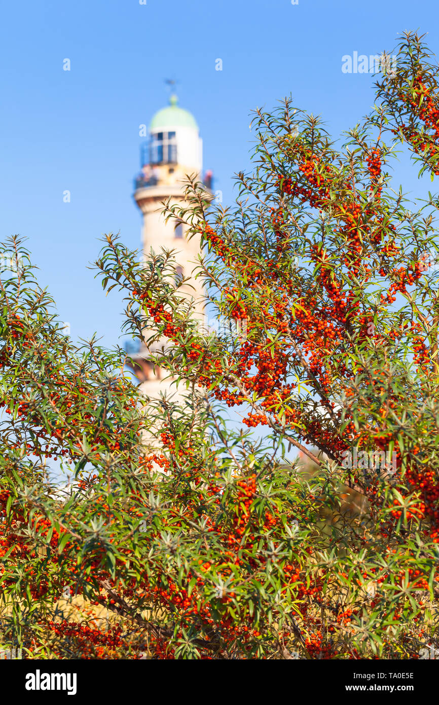 Bush of seabuckthorn with many orange colored fruits, blue sky and old lighthouse at background (copy space) Stock Photo