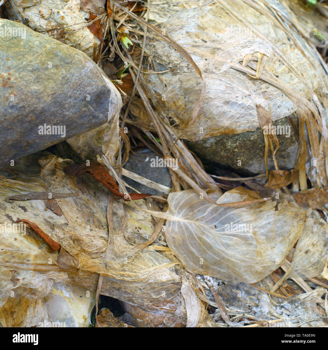 Dead plants garden hi-res stock photography and images - Alamy