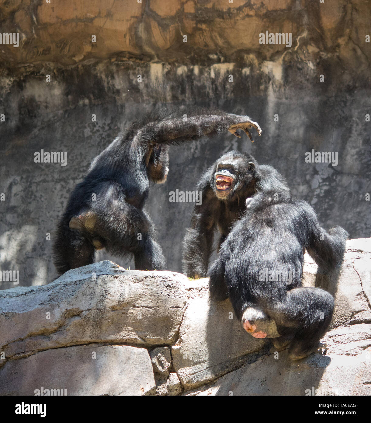 Chimpanzee alpha male exerting dominance over other chimpanzees Stock Photo