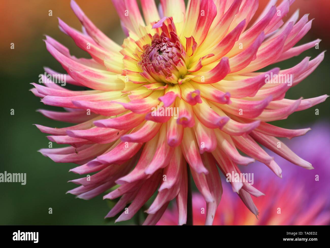 Spiky dahlia hi-res stock photography and images - Alamy