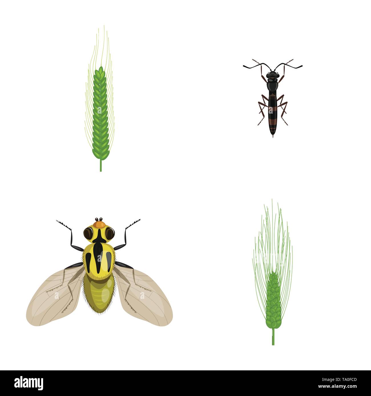 fly,barley,winter,insect,spring,pest,spike,control,durum,stop,crop ...