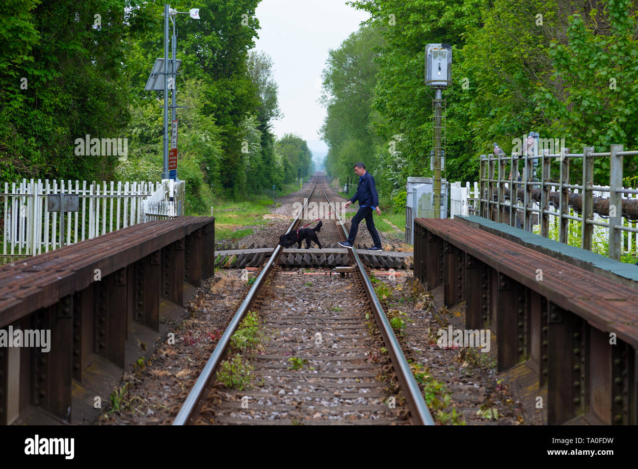 A man with a black dog crossing an unmanned railway crossing, rye, east sussex, uk Stock Photo