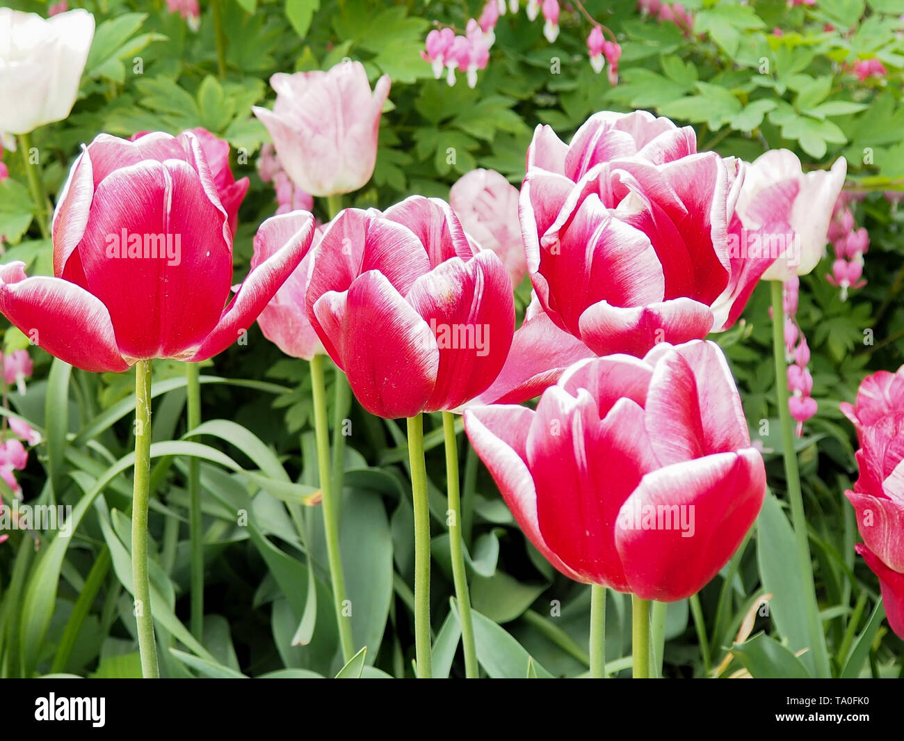 beautiful colored tulips on a field, postcard or greetingcard for motherday and easter Stock Photo