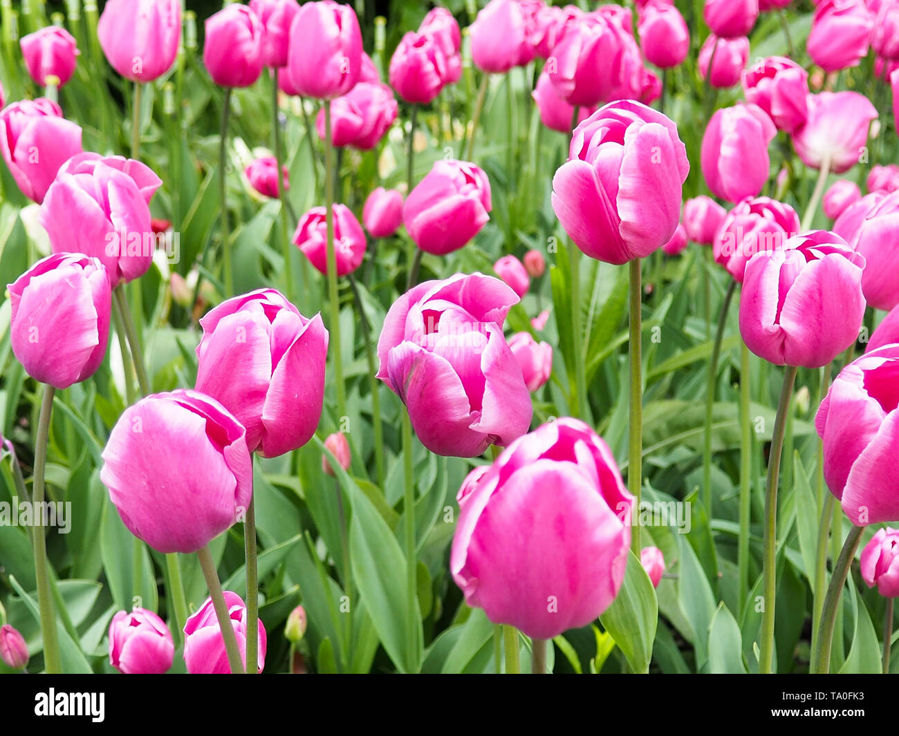 beautiful colored tulips on a field, postcard or greetingcard for motherday and easter Stock Photo