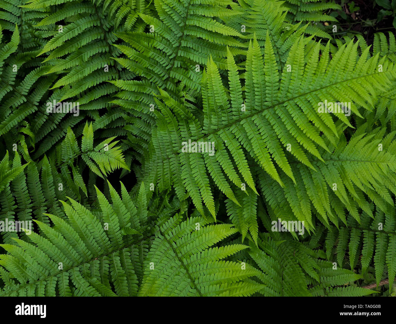 Creative layout made of green leaves. fern, bracken, Flat lay. Nature background Stock Photo