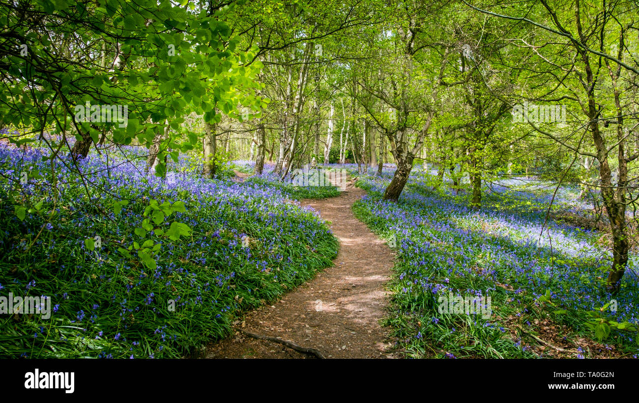 A winding path through Bluebells in the ancient woodland of The Outwoods which is one of the oldest surviving woodland sites in Charnwood. Stock Photo