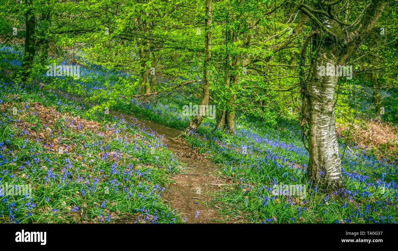 Bluebells in the ancient woodland of The Outwoods which is one of the oldest surviving woodland sites in Charnwood. Stock Photo