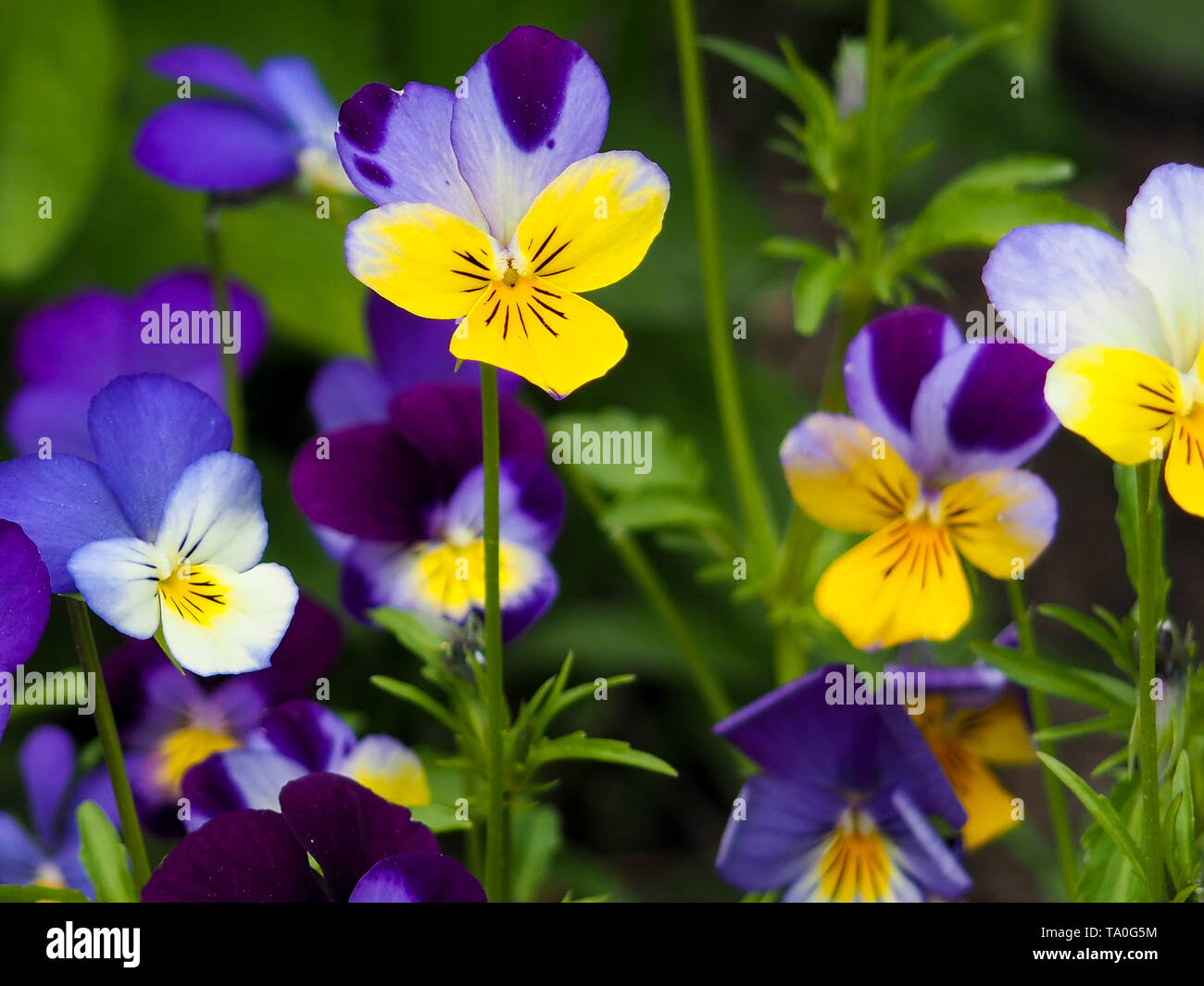 Violet pansy flower, close-up of viola tricolor in the spring garden Stock Photo