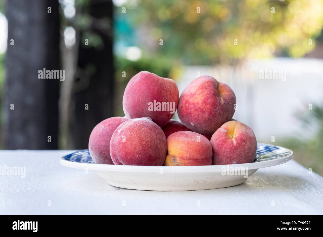 white plate with many freshly picked plums Stock Photo