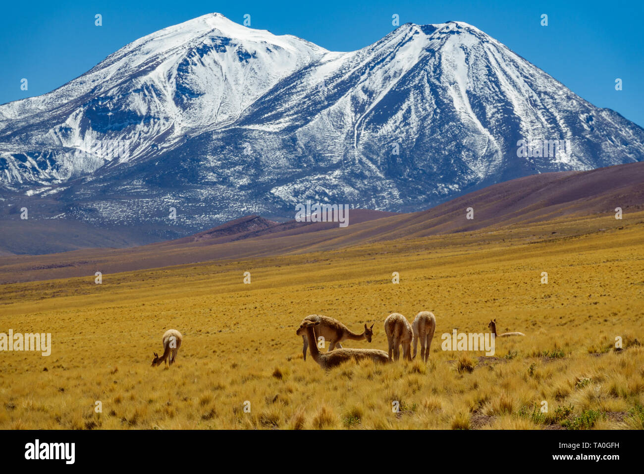 Vicugna vicugna cattle with snow covered volcano peaks Stock Photo