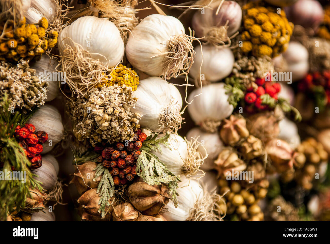 Fresh organic garlic braids at the local market. Shallow depth of field. SDF. Stock Photo