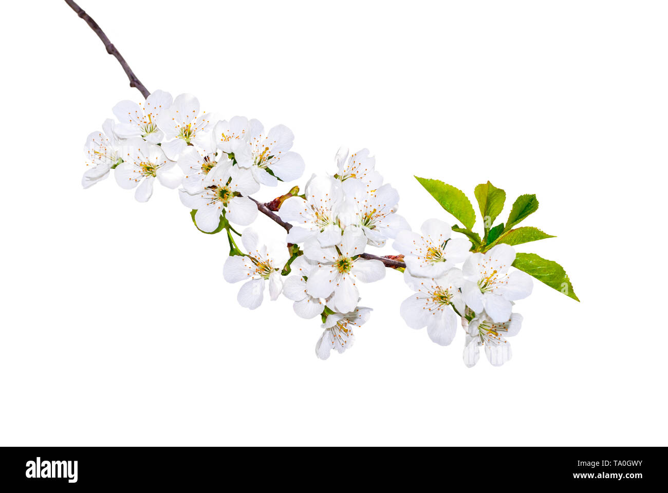Branch of white spring blossom in soft focus. Shallow DOF. Isolated on white. Path included. Stock Photo