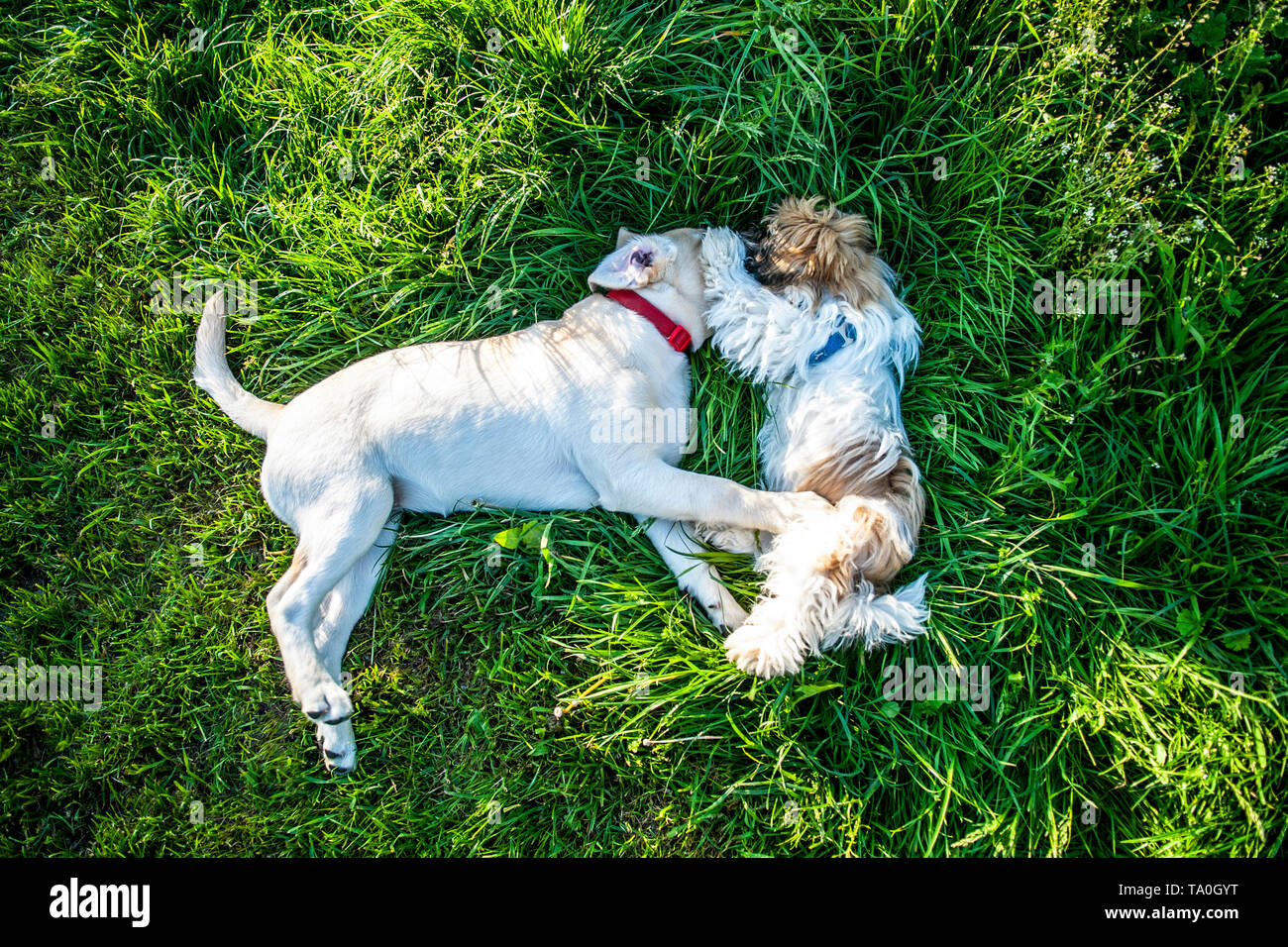 Two dogs laying and smelling each other in a green meadow. Stock Photo
