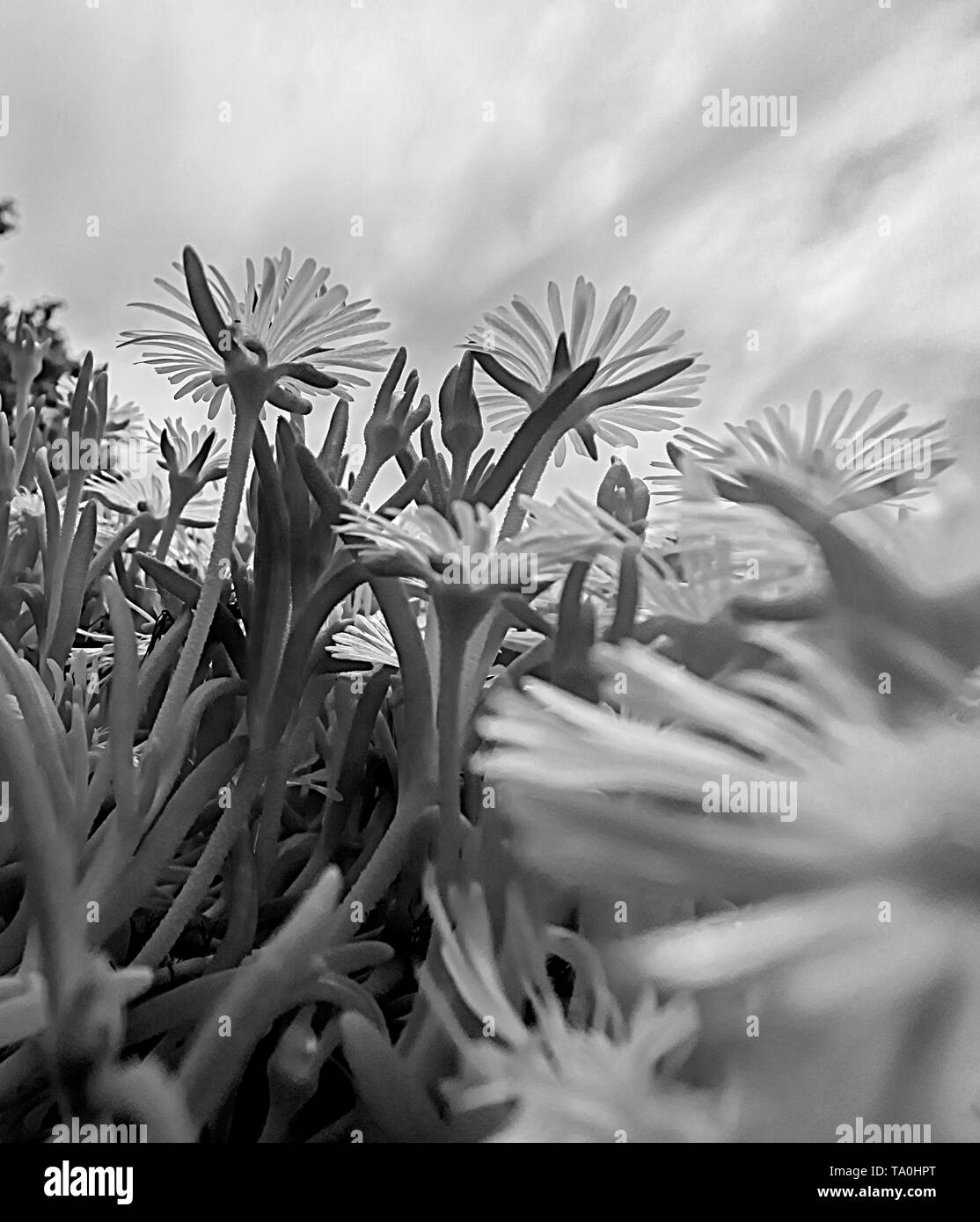 White flower photo Black and White Stock Photos & Images - Alamy