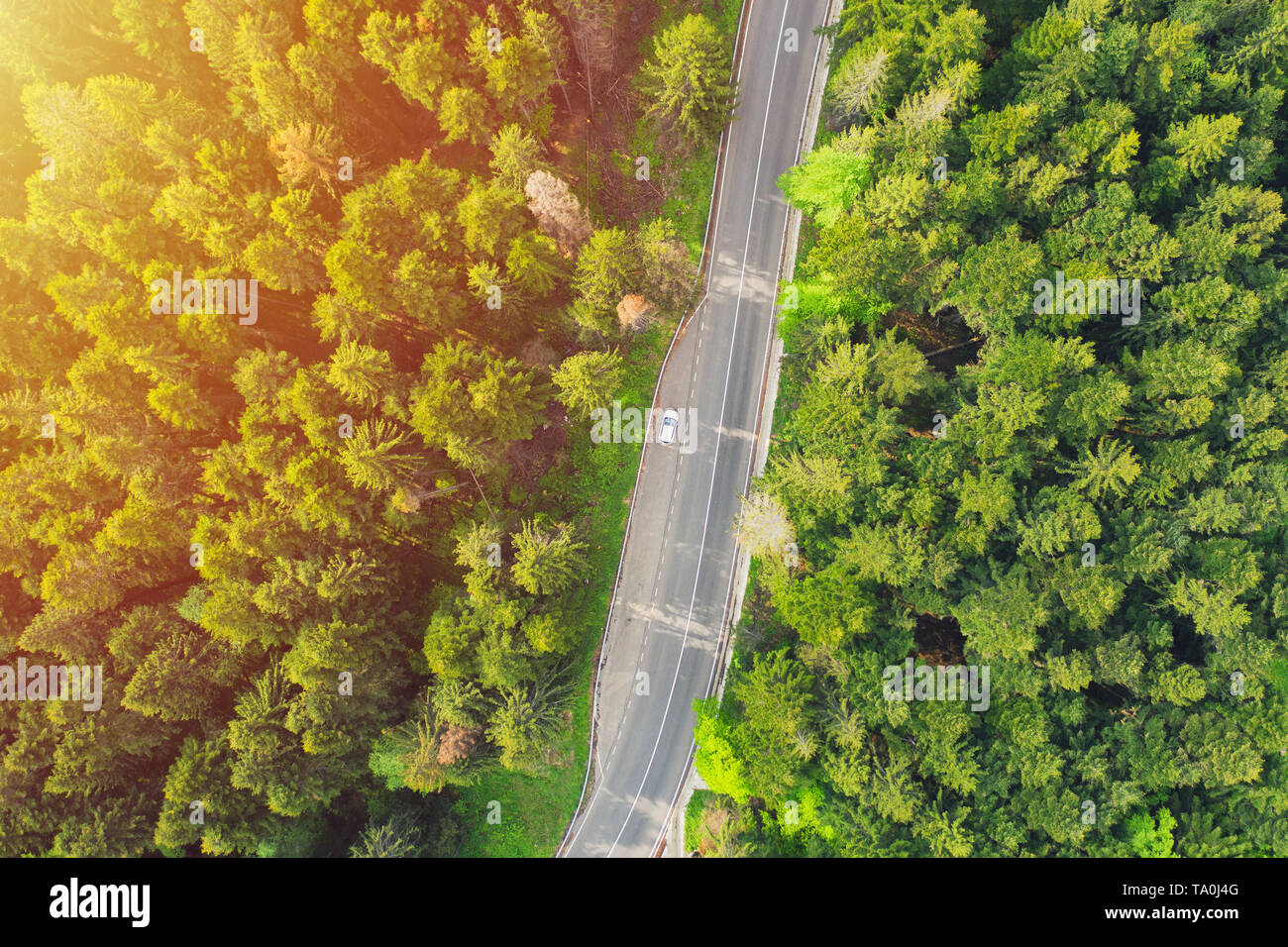Aerial view of a forest road passing through a fir trees forest Stock ...