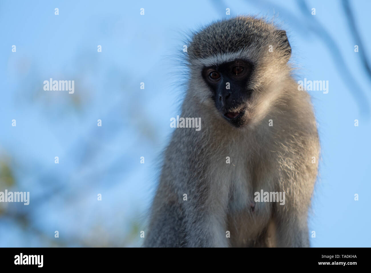 A closeup view of a thoughfull Vervet monkey. Stock Photo