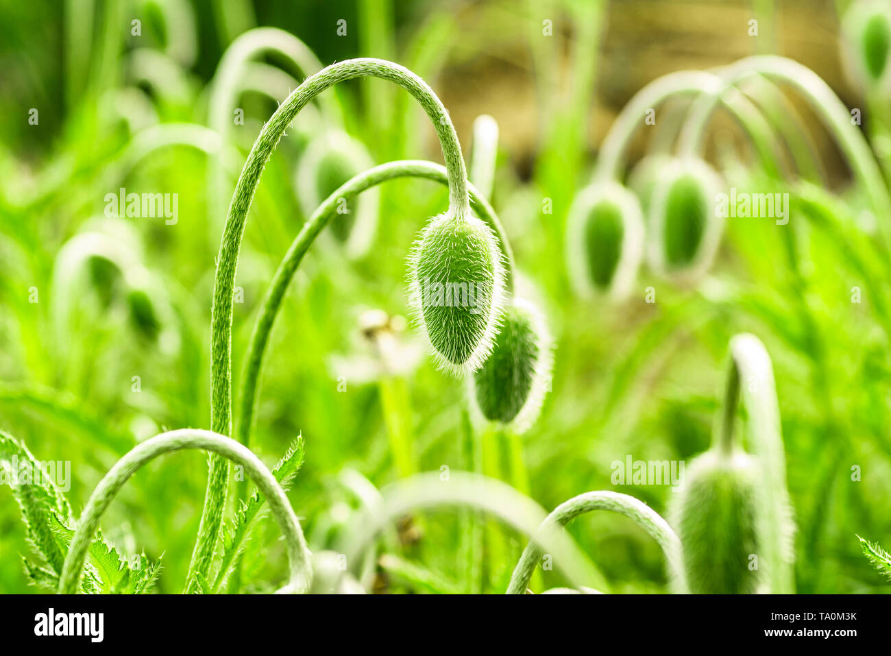 Sprouting Poppy Young spring plant. Sprout of a young poppy in a meadow.Young green ...