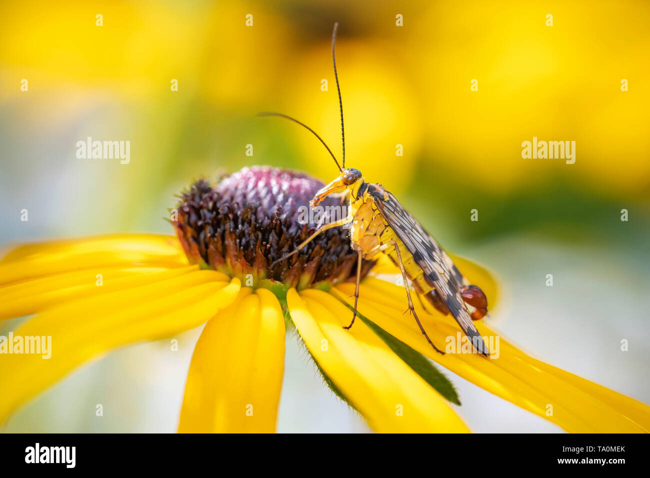 Common scorpionfly - Panorpa communis - scorpionfly with rudbeckia - black eyed Susan flower Stock Photo
