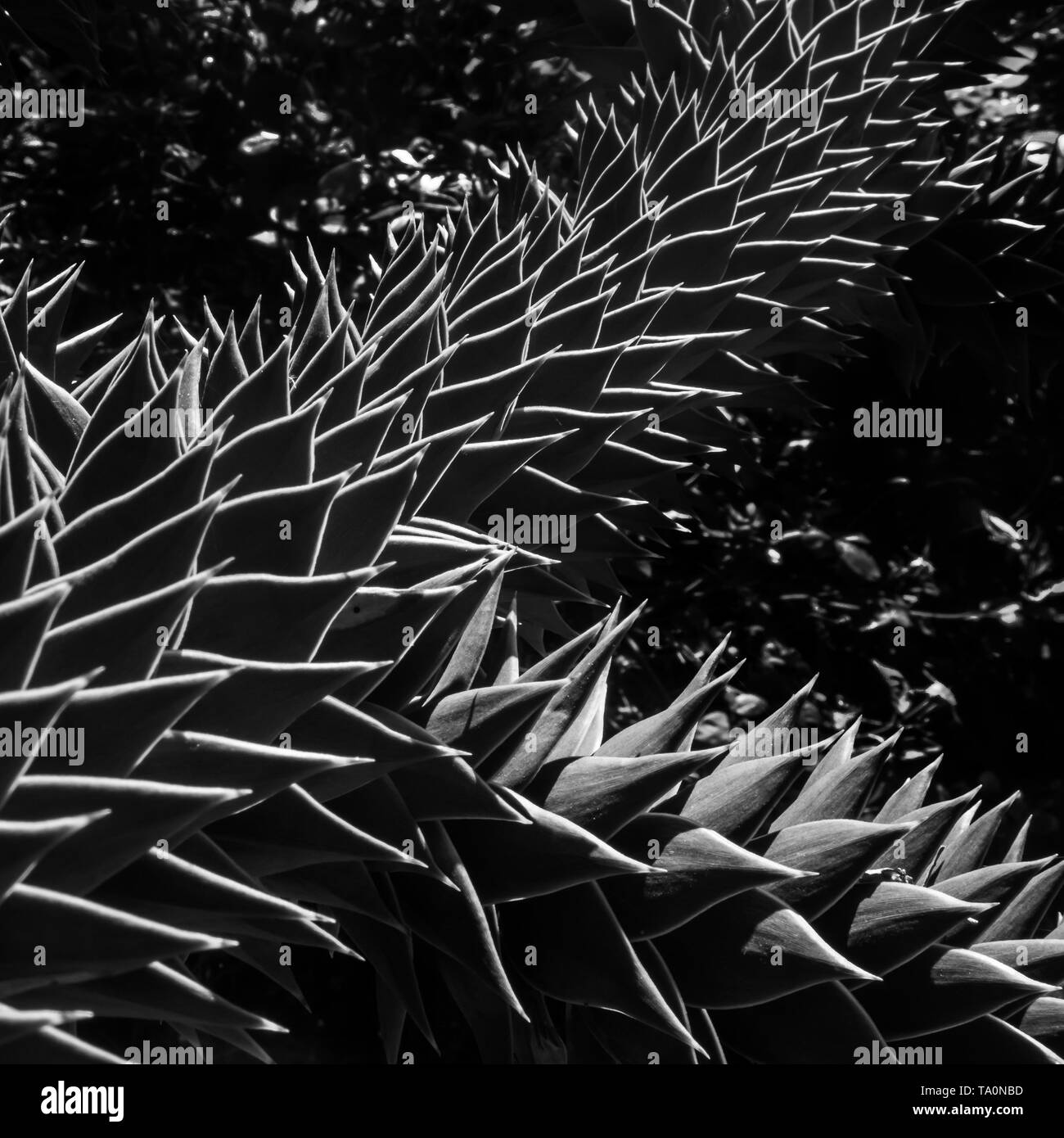 Detail of the leaves of the araucaria monkey puzzle tree in black and white, square photography Stock Photo
