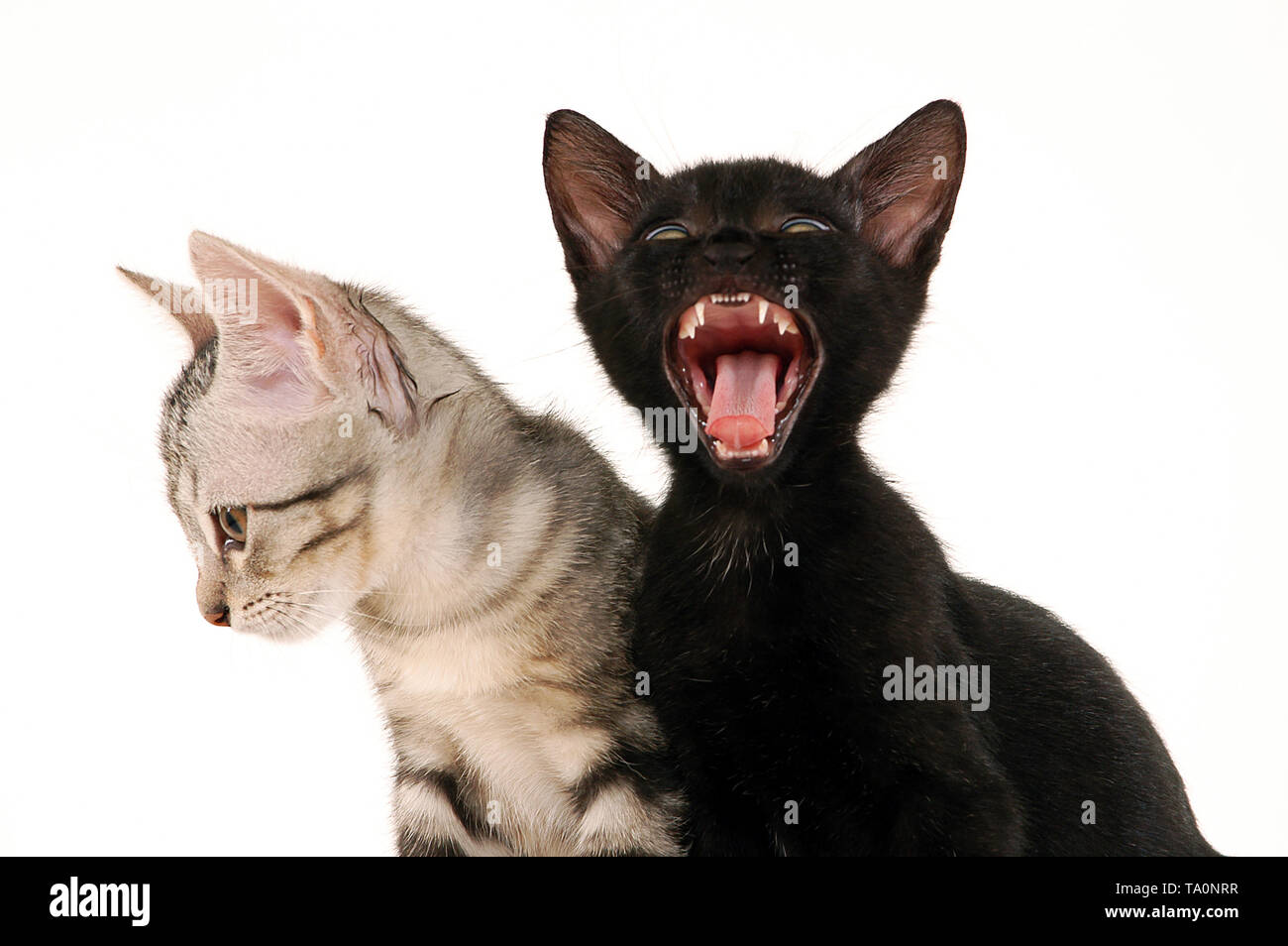Portrait of two cute kittens sitting on a chair yawning Stock Photo - Alamy