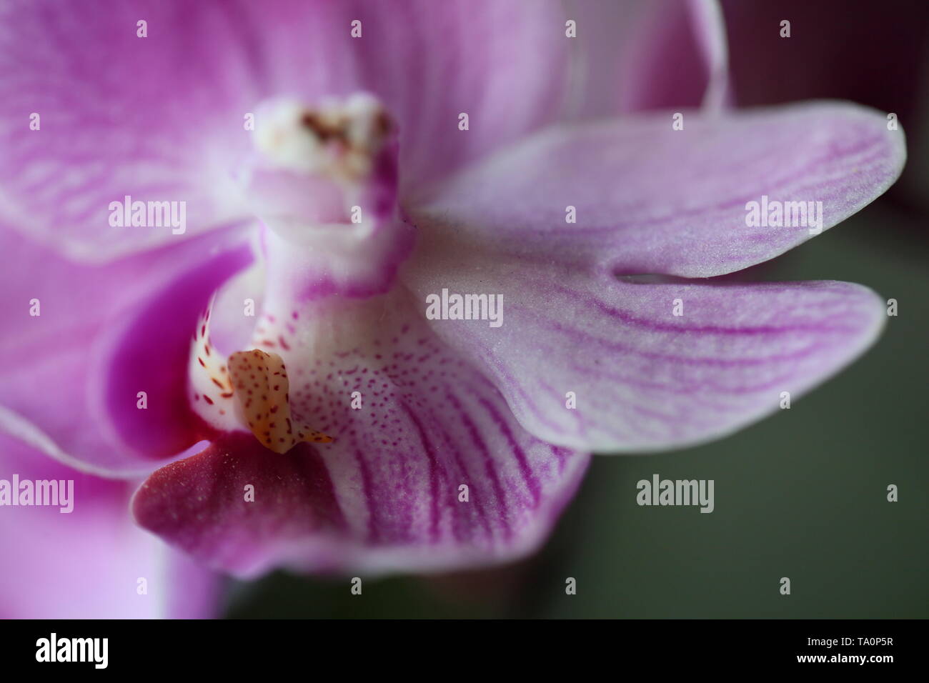 close up photo of orchid Stock Photo