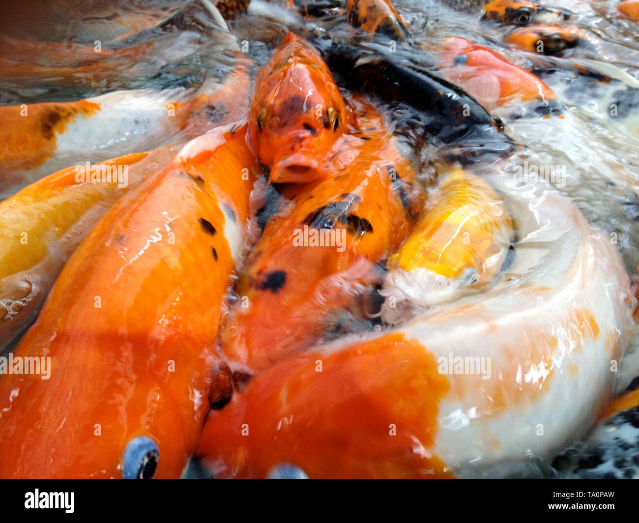 34 Gambar Koi Farm England Ikan Center