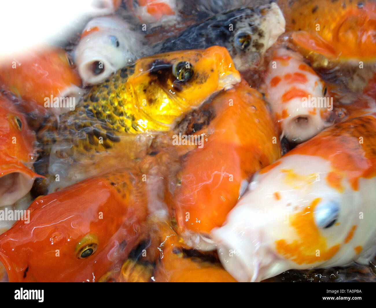 Choosing fish aquarium hi-res stock photography and images - Alamy