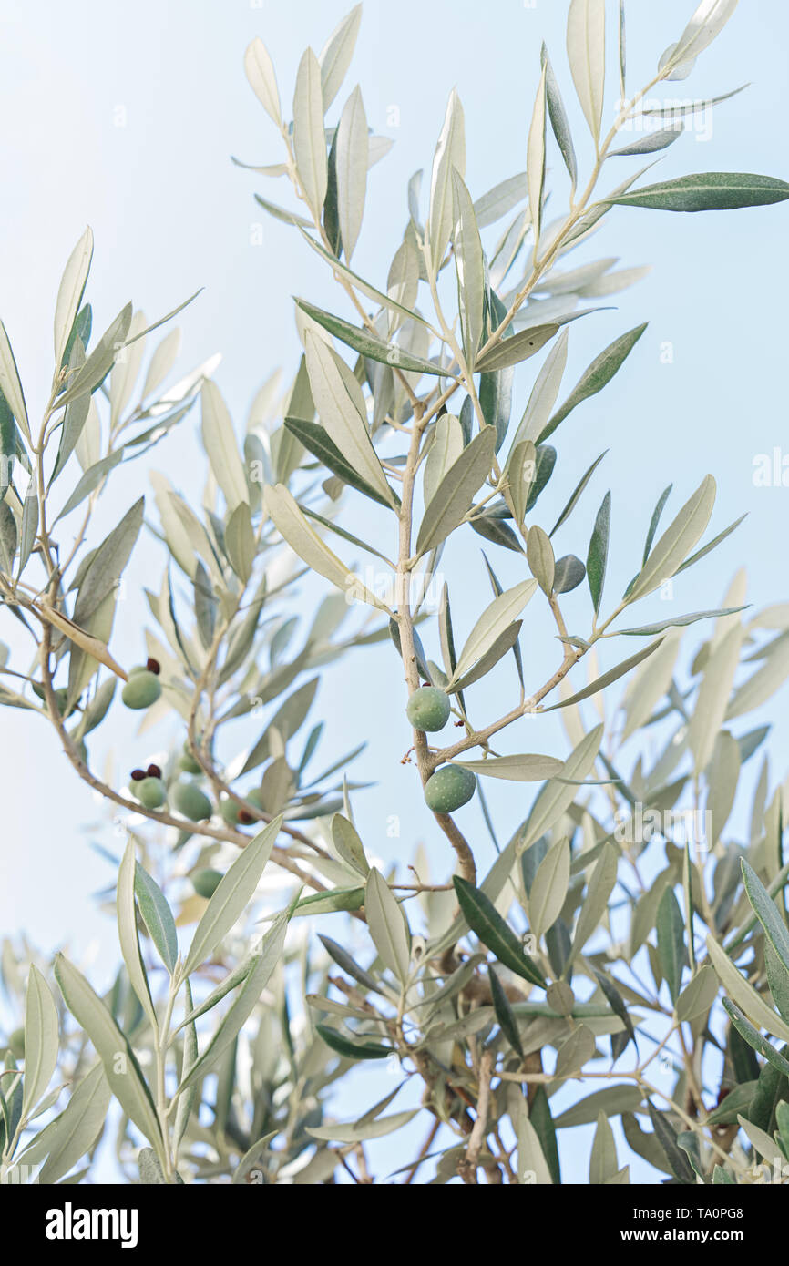 Closeup of branch of an olive tree with green unripe olives and leaves ...