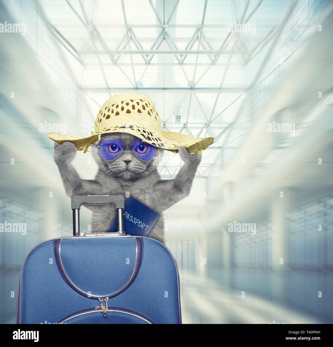 Cute cat waits at the airport with blue suitcase and passport render Stock Photo