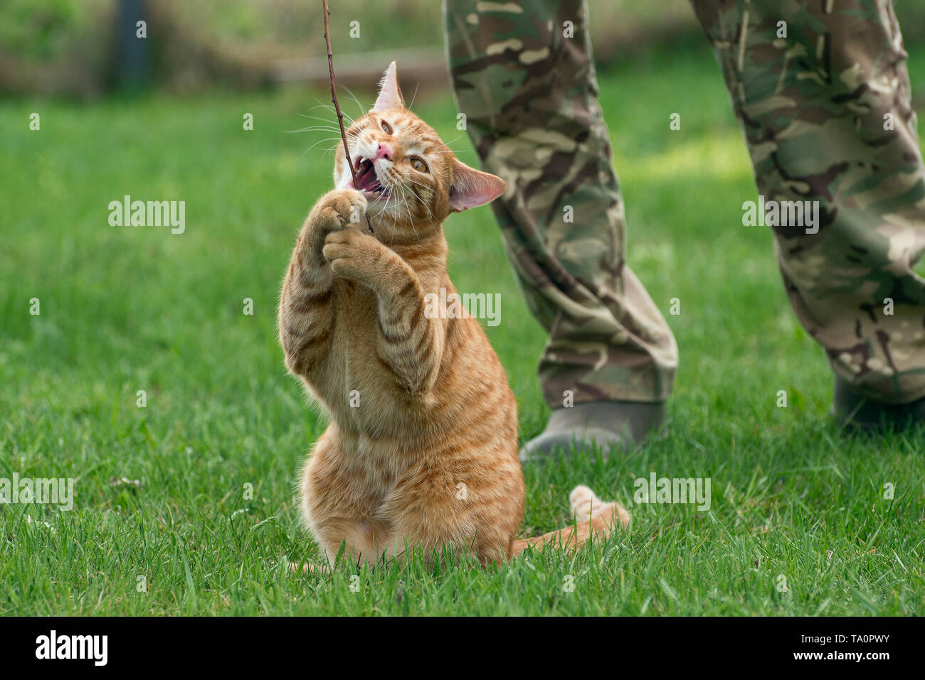 Red cat in the meadow playing a twig Stock Photo