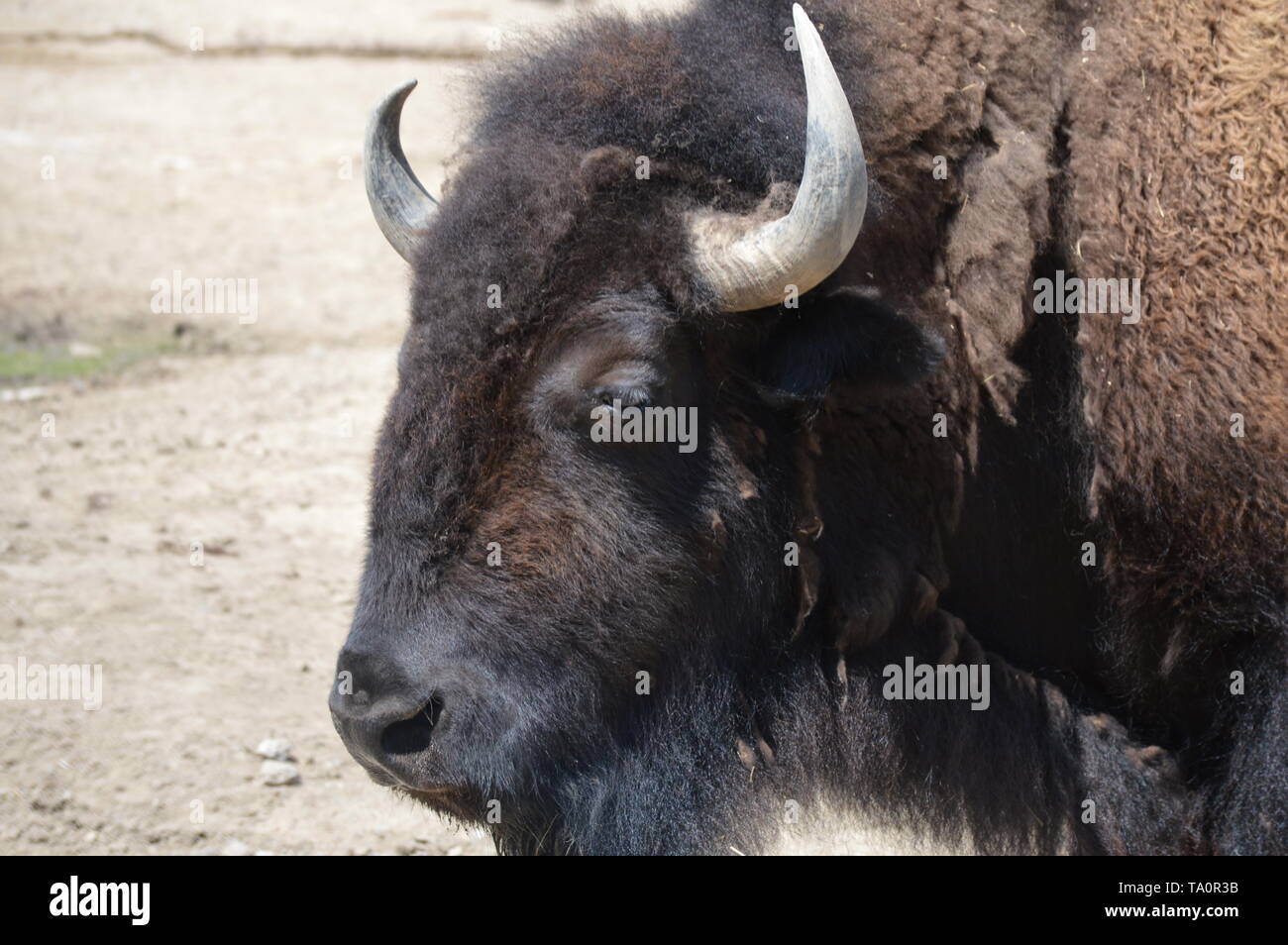 Bison in the outdoors Stock Photo - Alamy