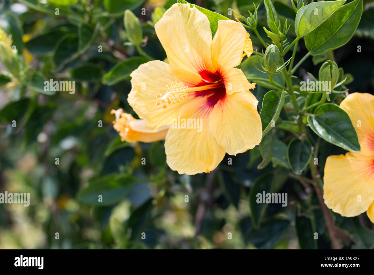 Yellow Hibiscus flower Stock Photo Alamy