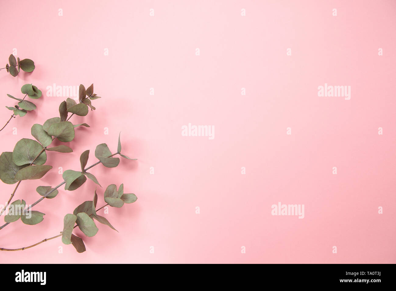 Eucalyptus branches on millennial pink background. Flat lay. Copy space. Stock Photo